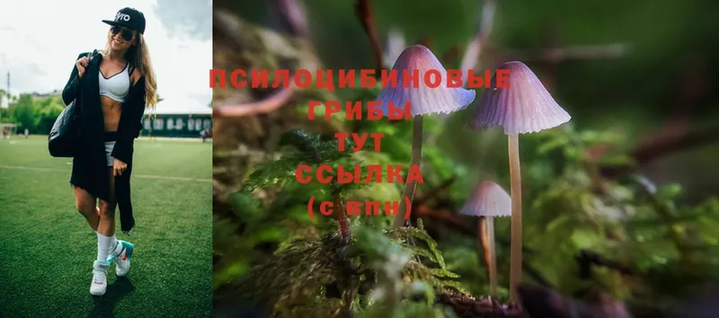 где купить   Шарыпово  Псилоцибиновые грибы MAGIC MUSHROOMS 